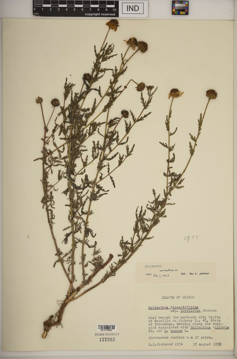Helianthus dissectifolius photo 2