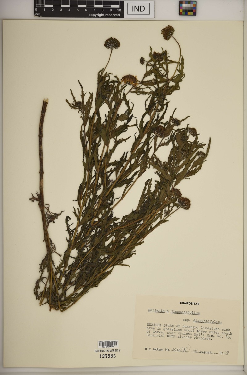 Helianthus dissectifolius photo 3
