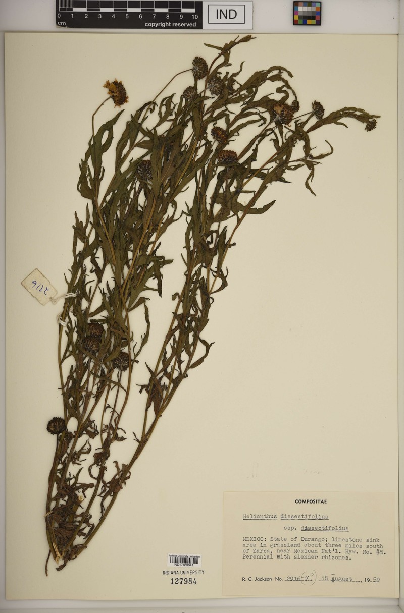 Helianthus dissectifolius photo 4