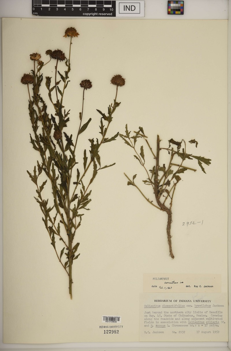 Helianthus dissectifolius photo 5