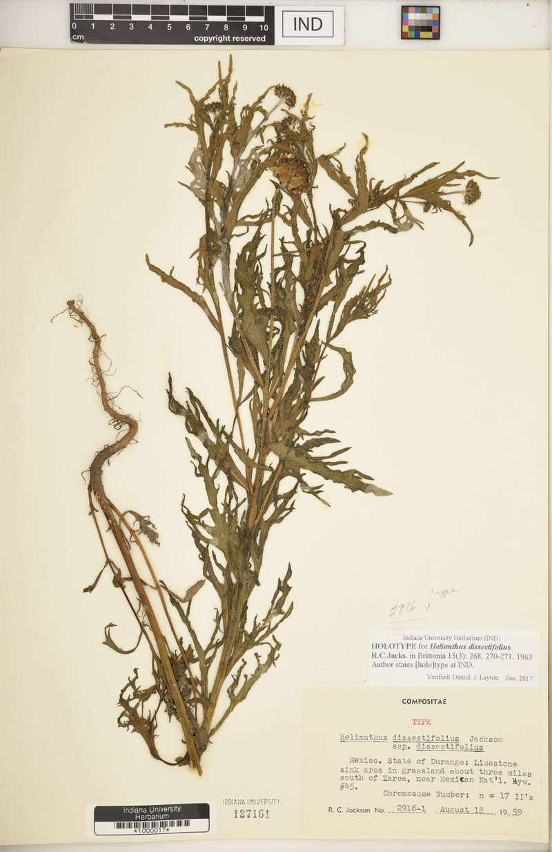 Helianthus dissectifolius photo 6