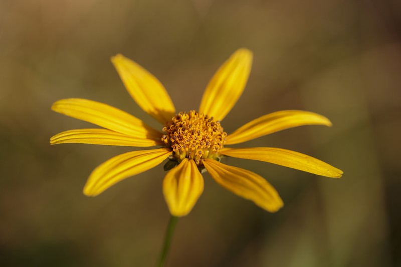 Woodland Sunflower photo 2