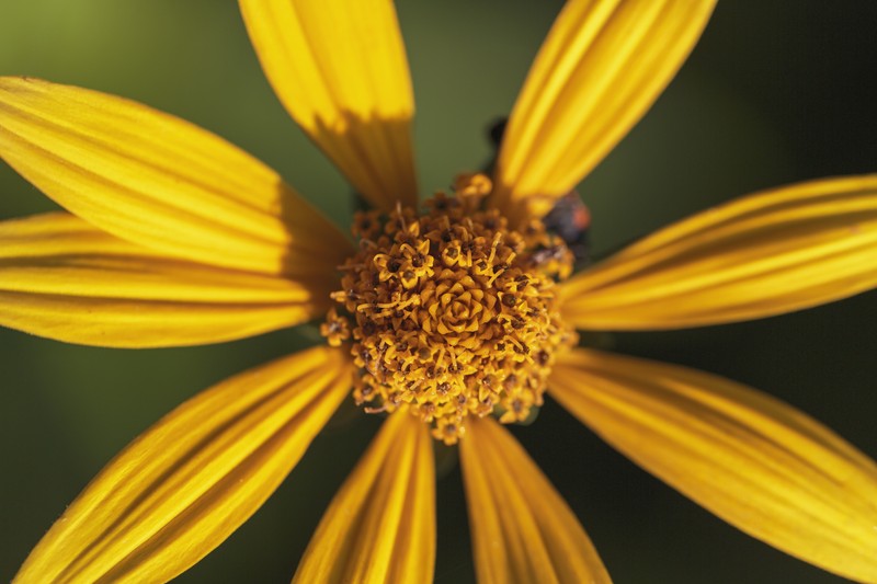 Woodland Sunflower photo 3