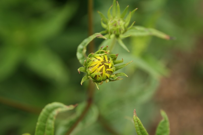 Woodland Sunflower photo 4