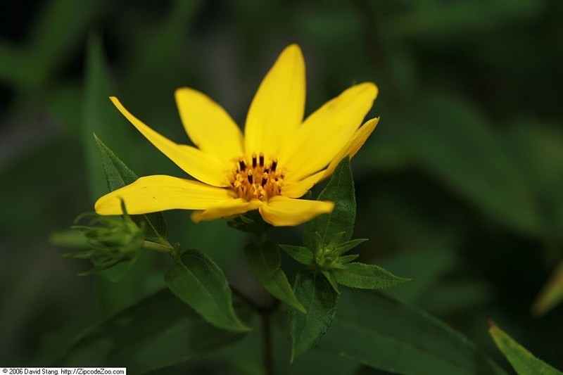Woodland Sunflower photo 5