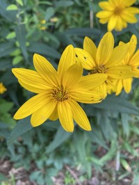 Woodland Sunflower