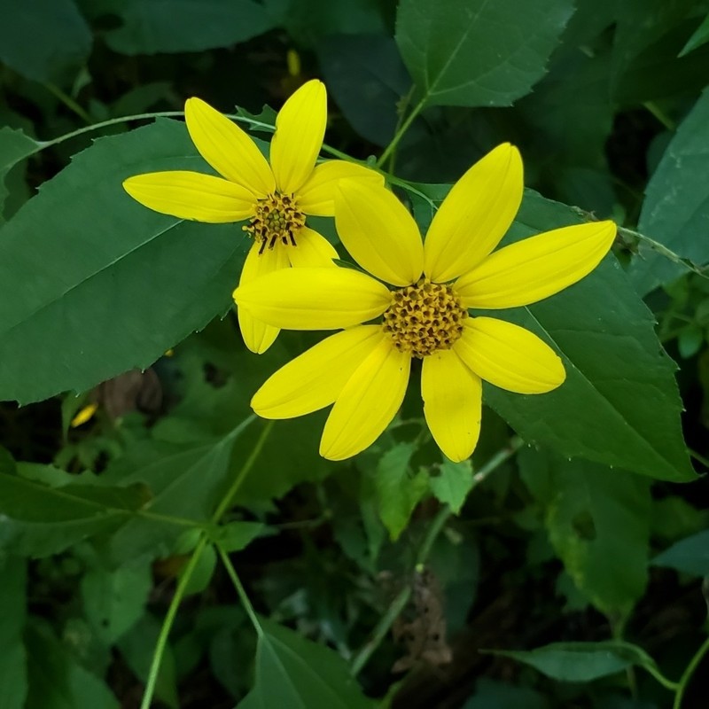 Woodland Sunflower photo 2