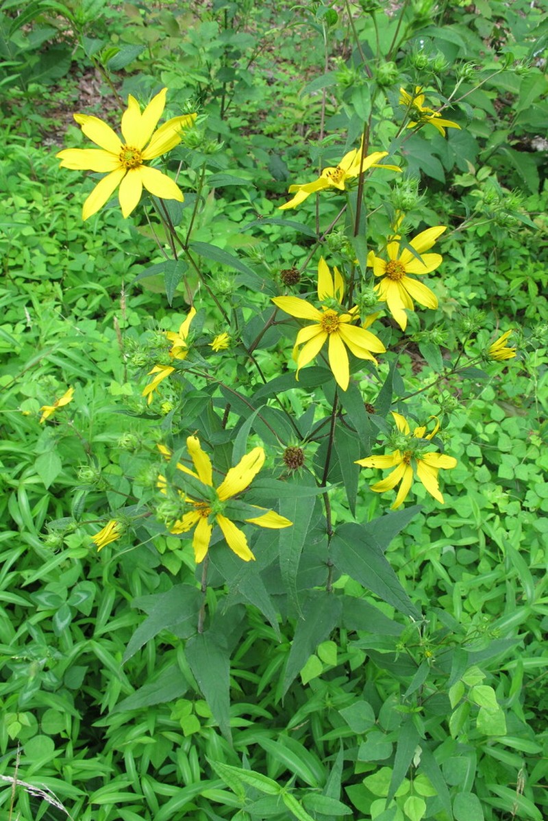 Woodland Sunflower photo 3