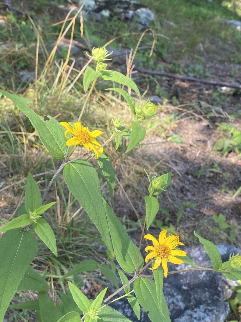 Woodland Sunflower photo 4