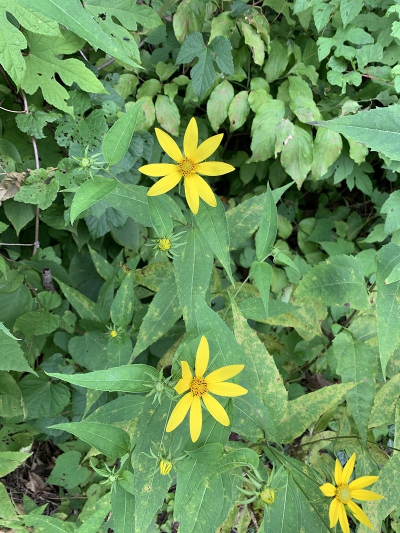 Woodland Sunflower photo 5
