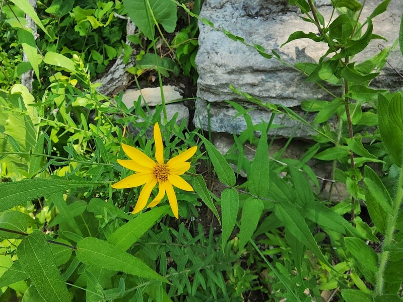 Woodland Sunflower photo 6