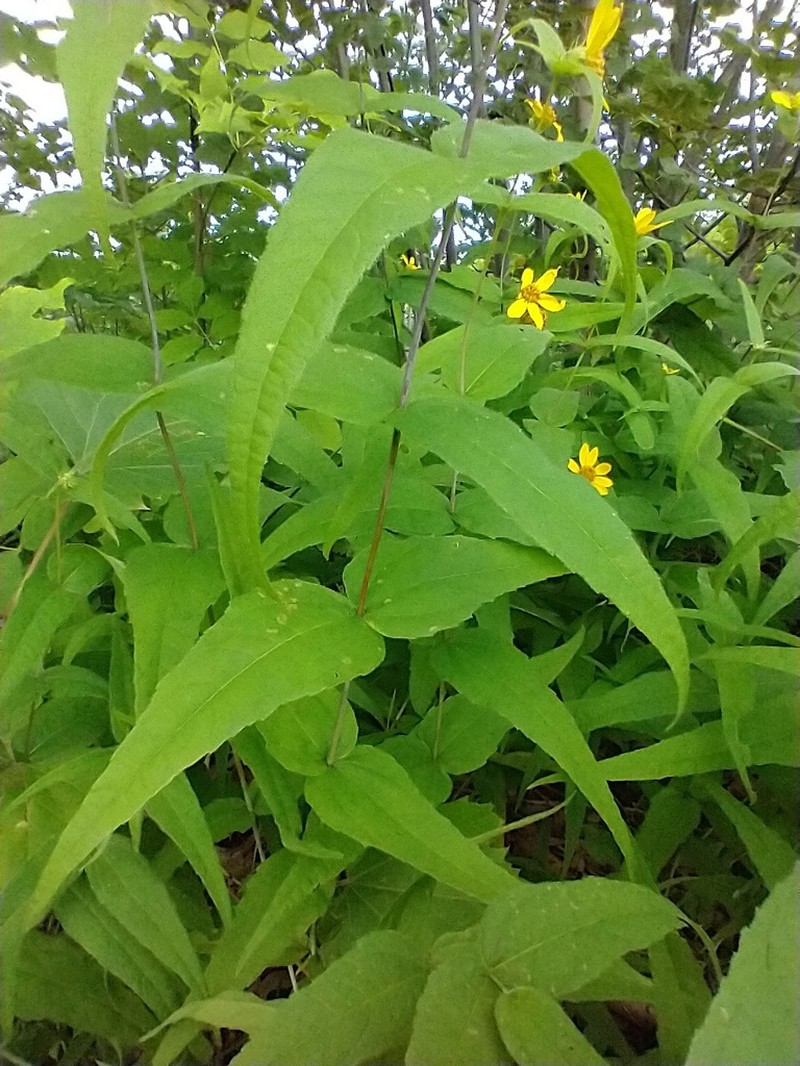 Woodland Sunflower photo 7