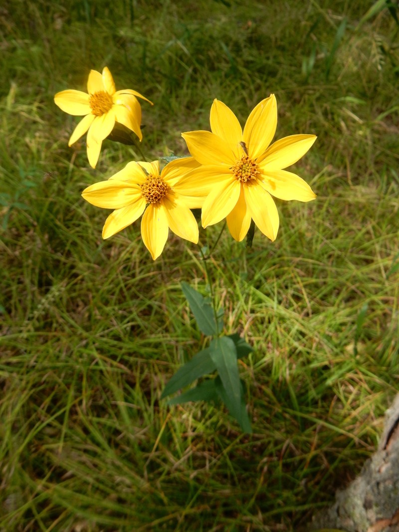 Woodland Sunflower photo 8