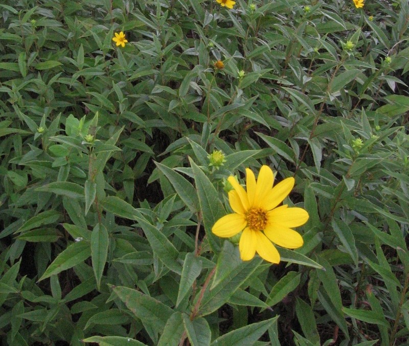 Eggert's Sunflower photo 3
