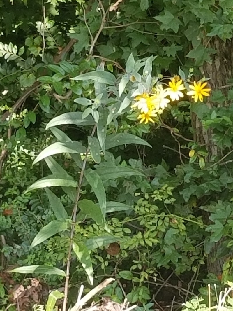Eggert's Sunflower photo 4