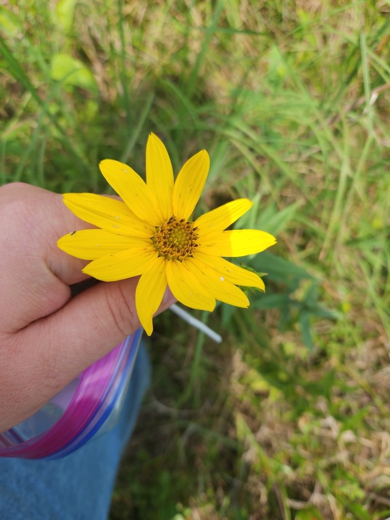 Eggert's Sunflower photo 5