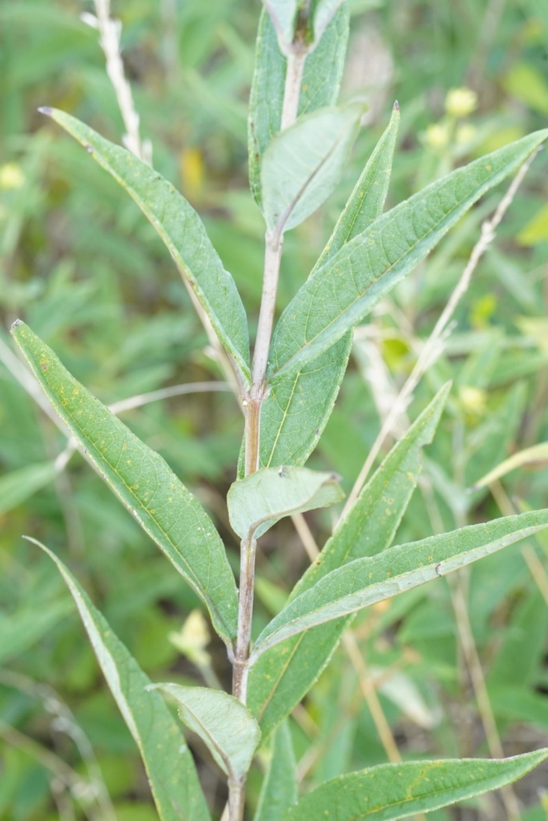 Eggert's Sunflower photo 6