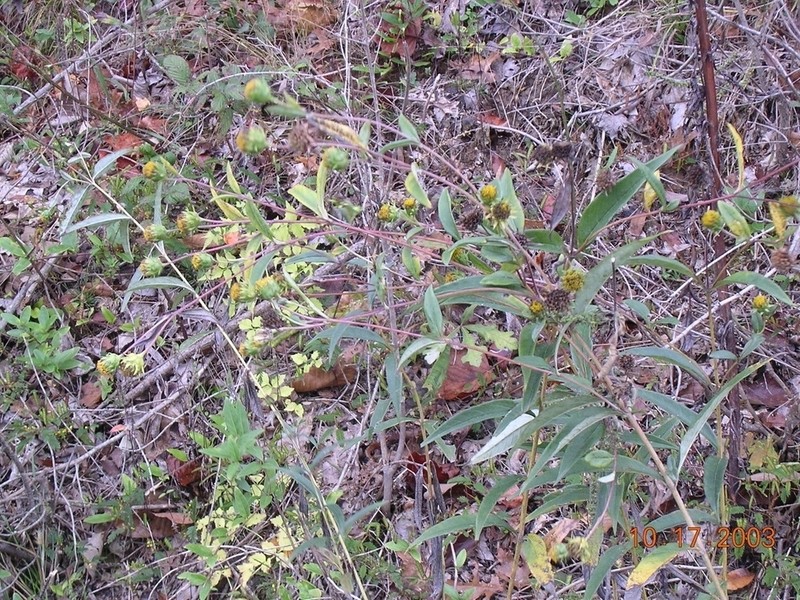 Eggert's Sunflower photo 8