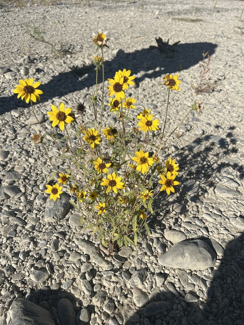 Helianthus exilis