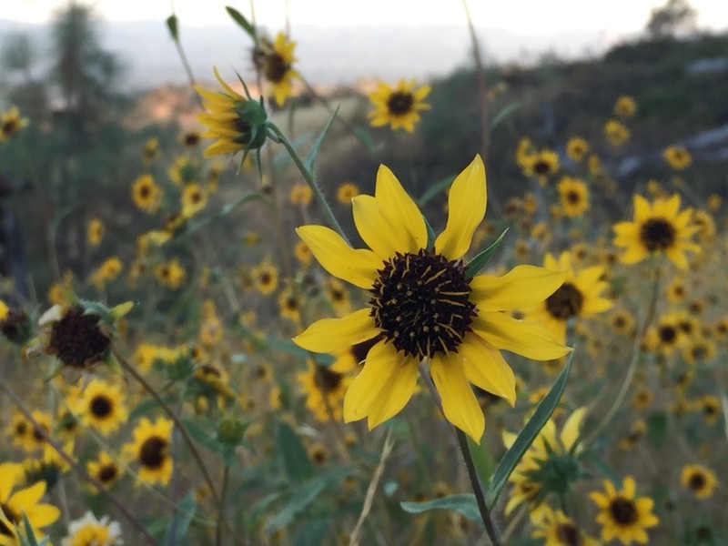 Helianthus exilis photo 2