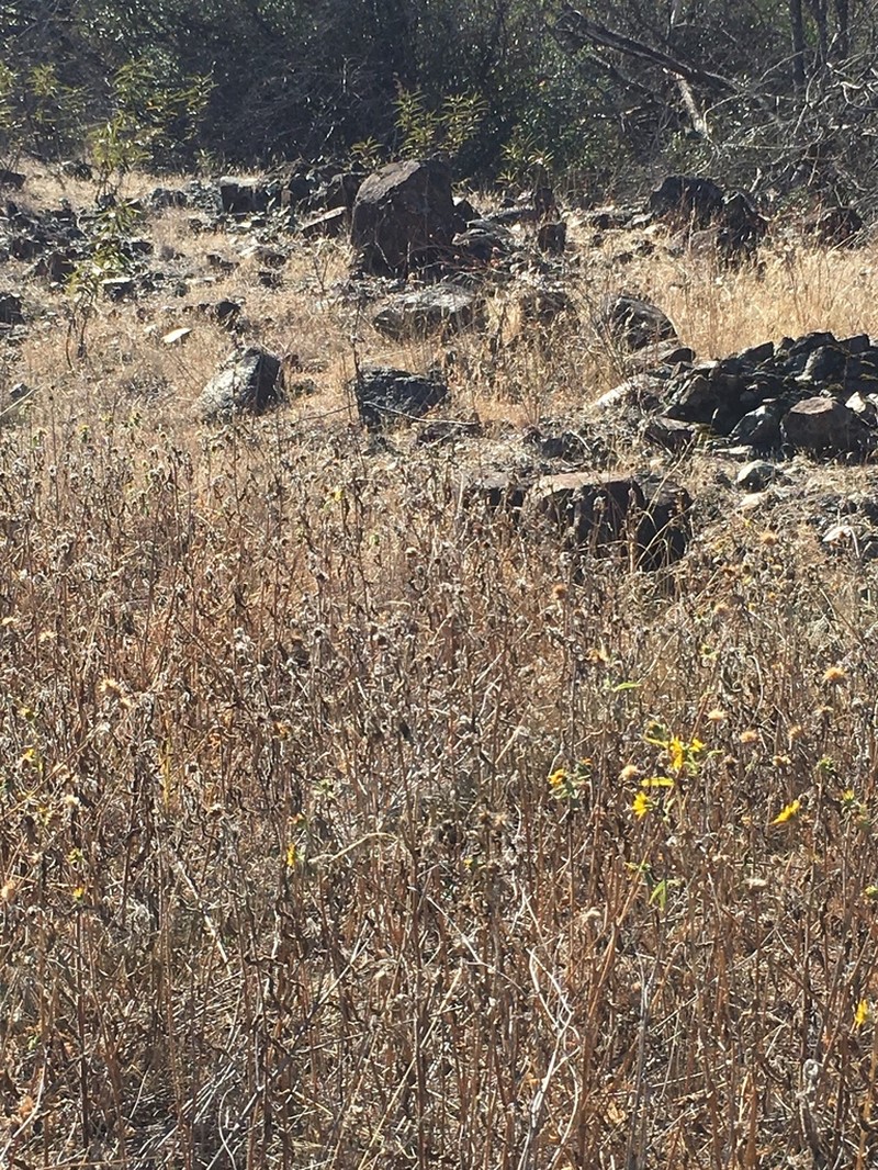 Helianthus exilis photo 3