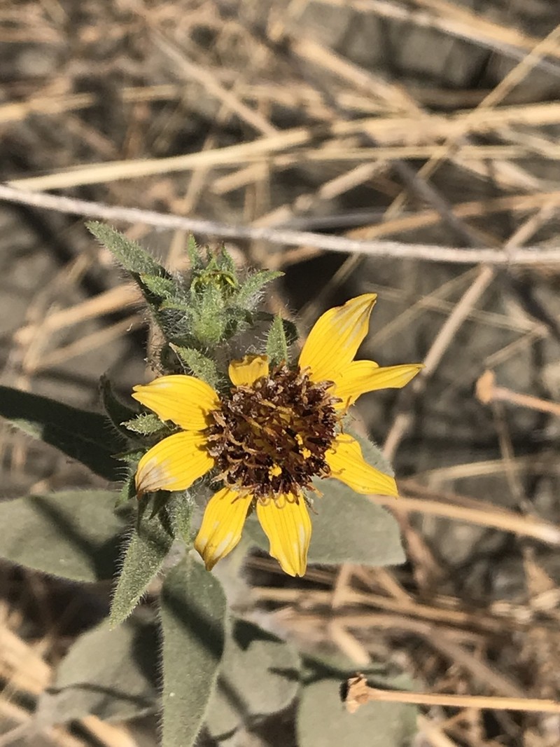 Helianthus exilis photo 4