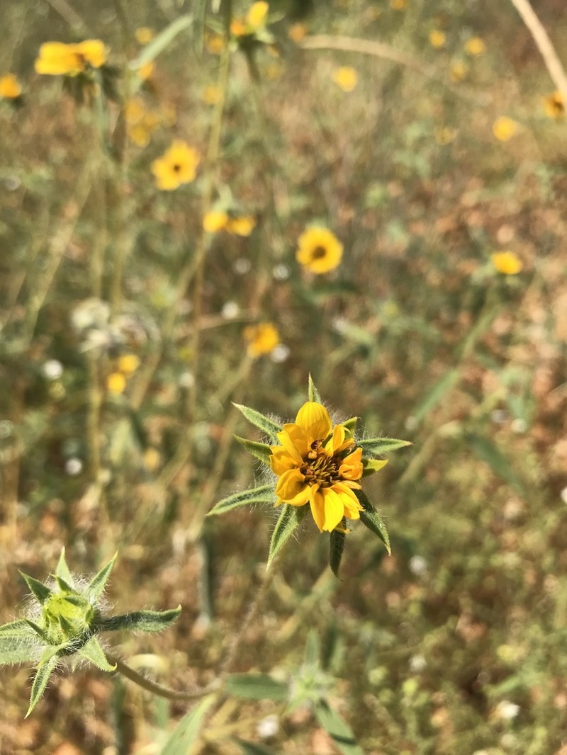 Helianthus exilis photo 5