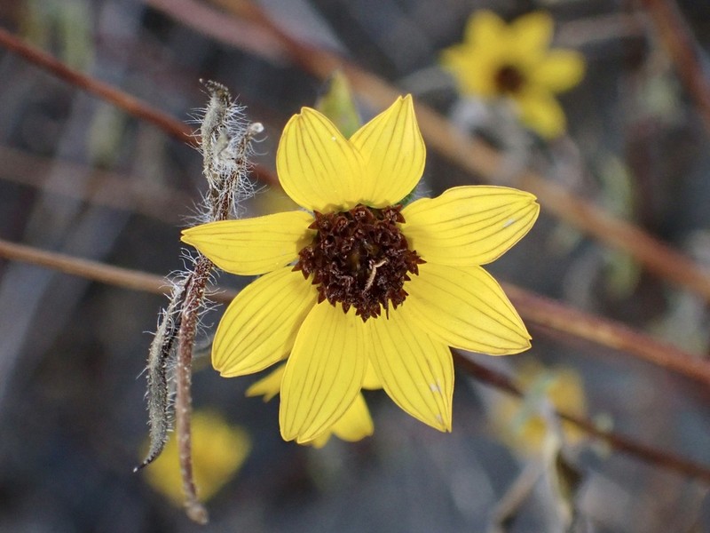 Helianthus exilis photo 6