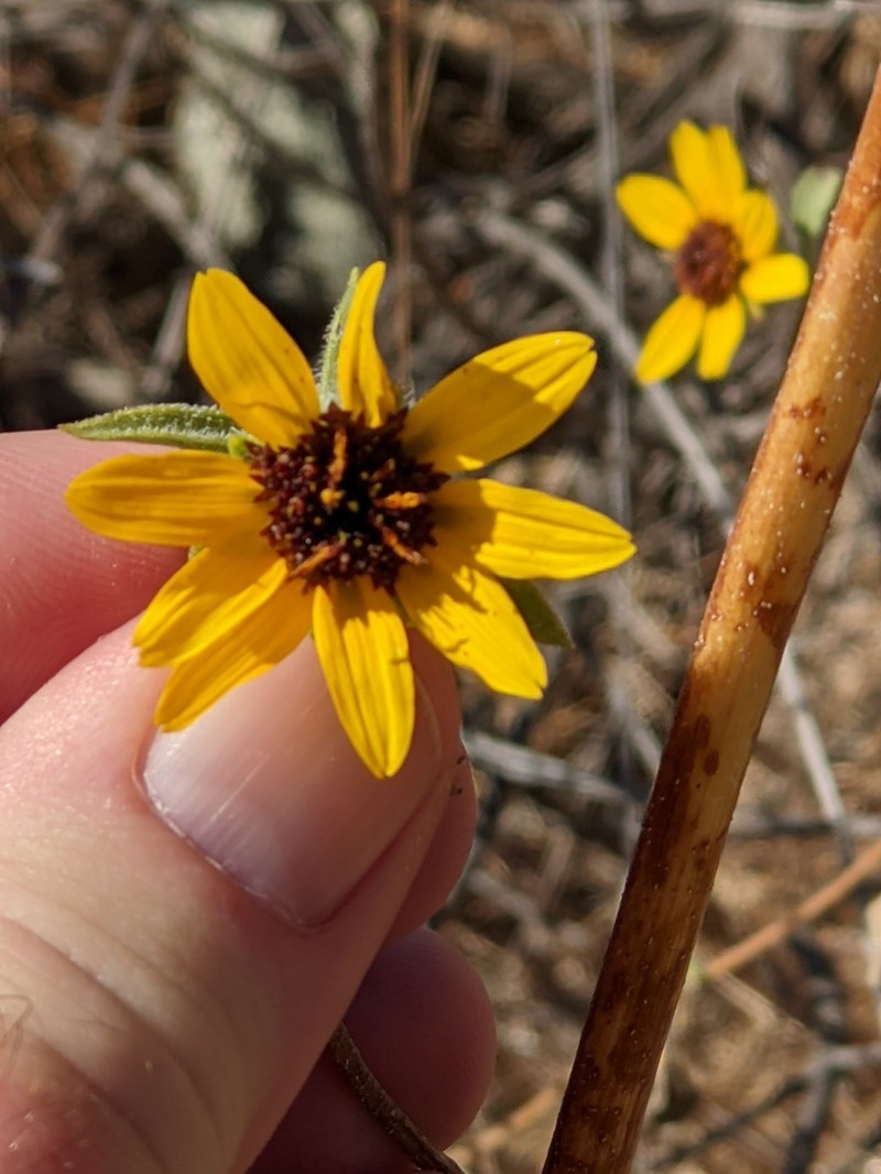 Helianthus exilis photo 8