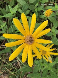 Florida Sunflower
