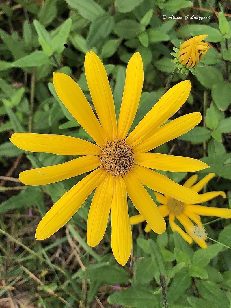 Florida Sunflower