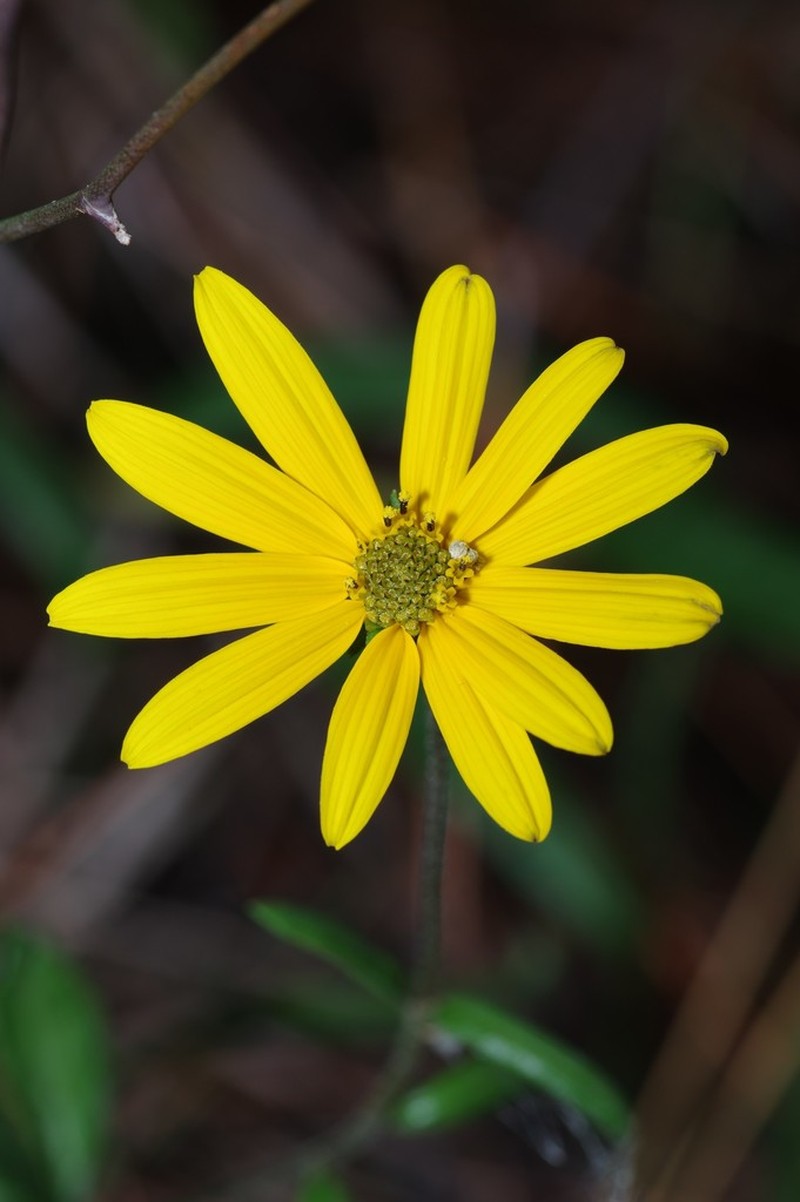 Florida Sunflower photo 2