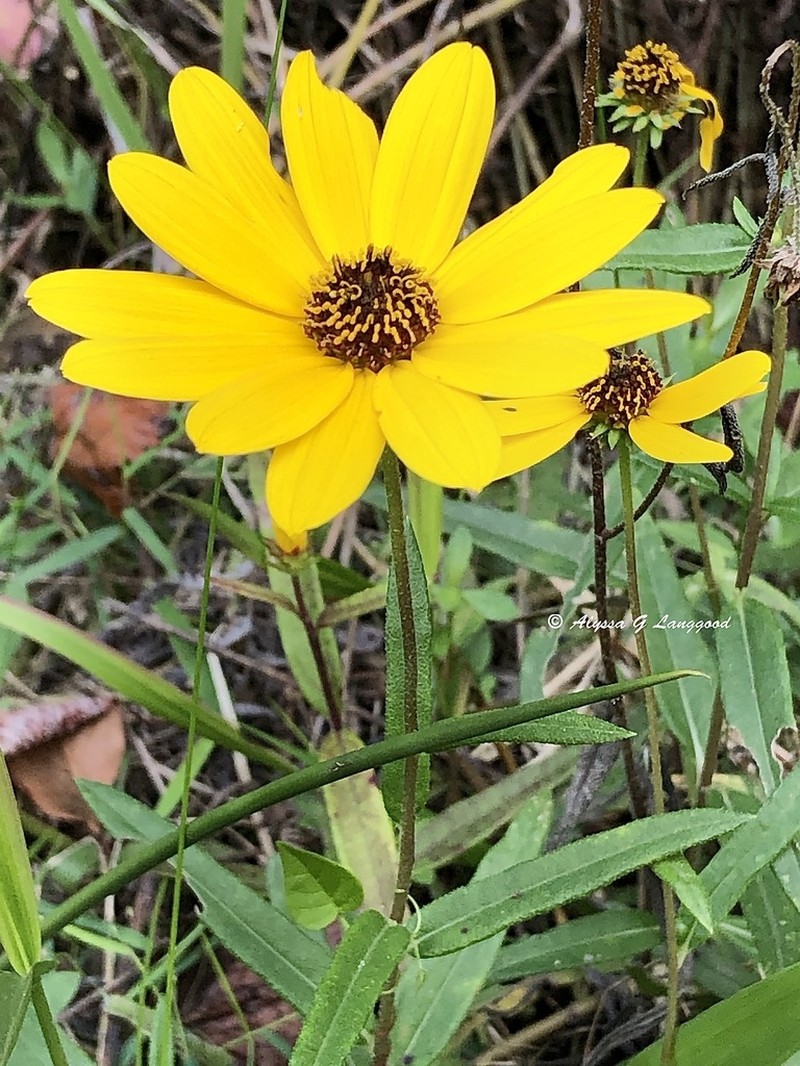 Florida Sunflower photo 3