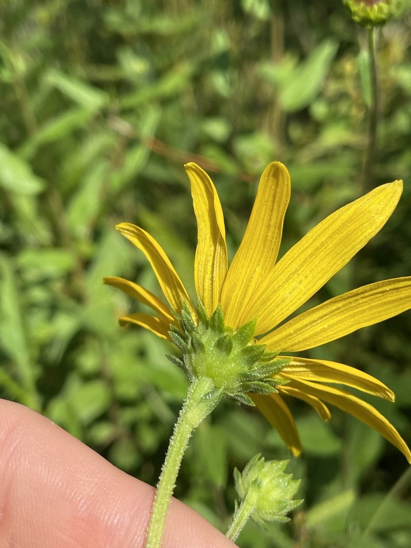 Florida Sunflower photo 4
