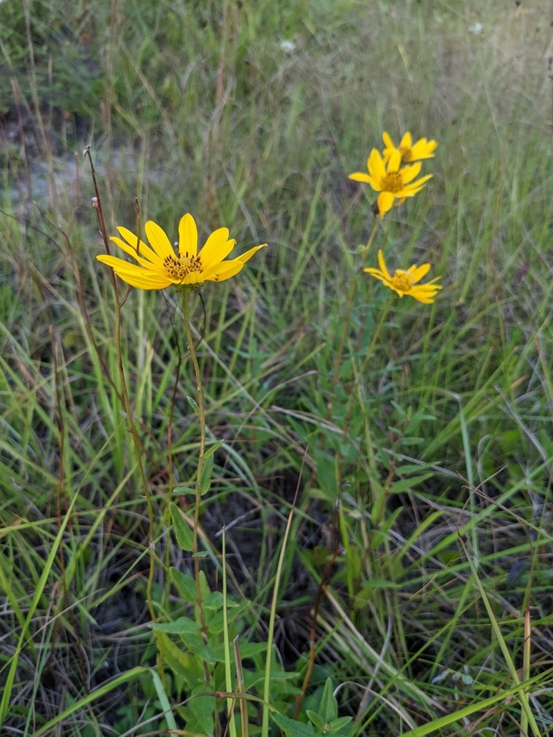 Florida Sunflower photo 5