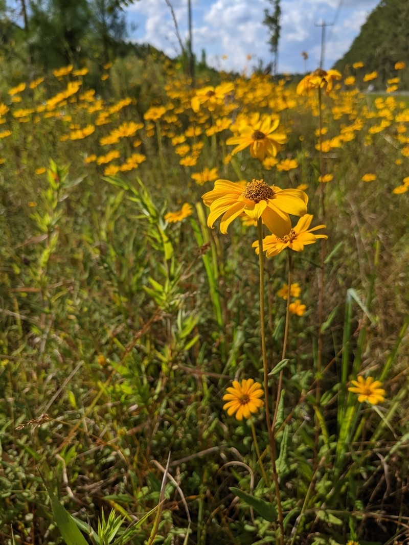 Florida Sunflower photo 6