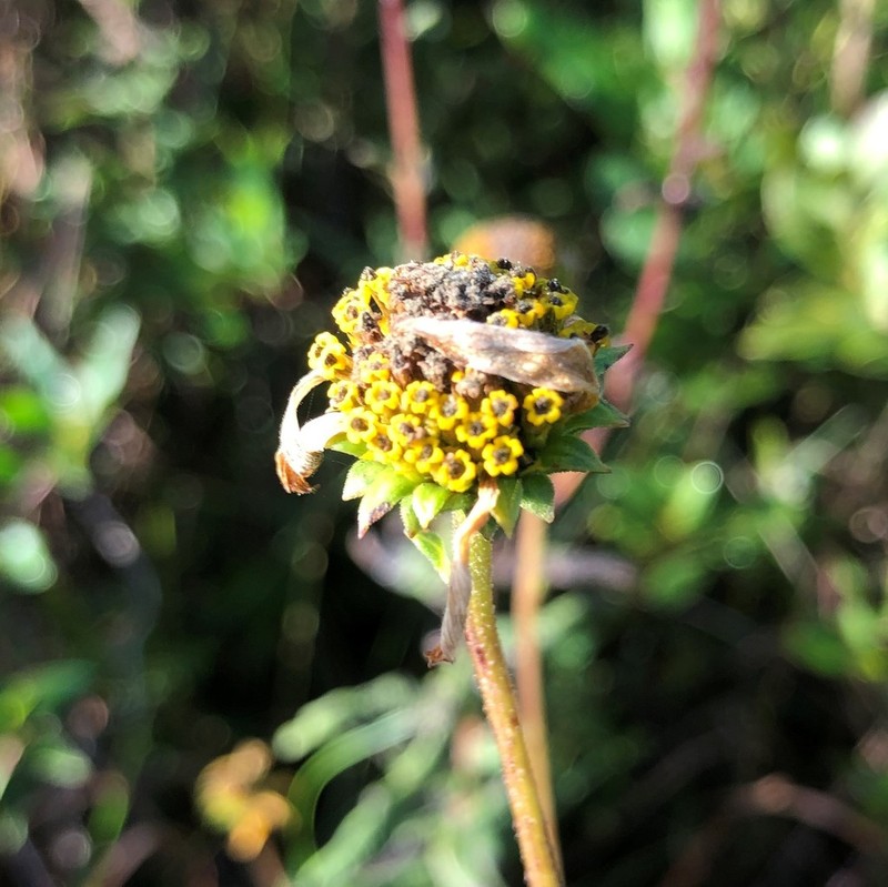 Florida Sunflower photo 7