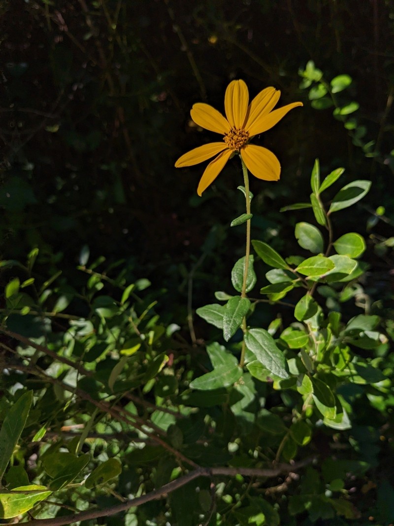 Florida Sunflower photo 8