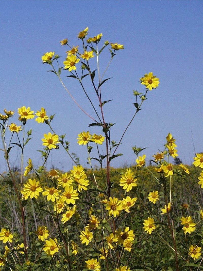 Giant Sunflower photo 4