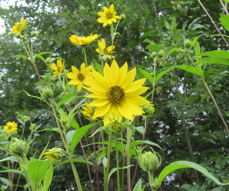 Giant Sunflower photo 5
