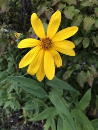 Giant Sunflower