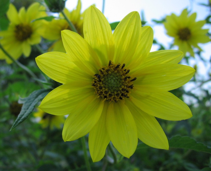 Giant Sunflower photo 4