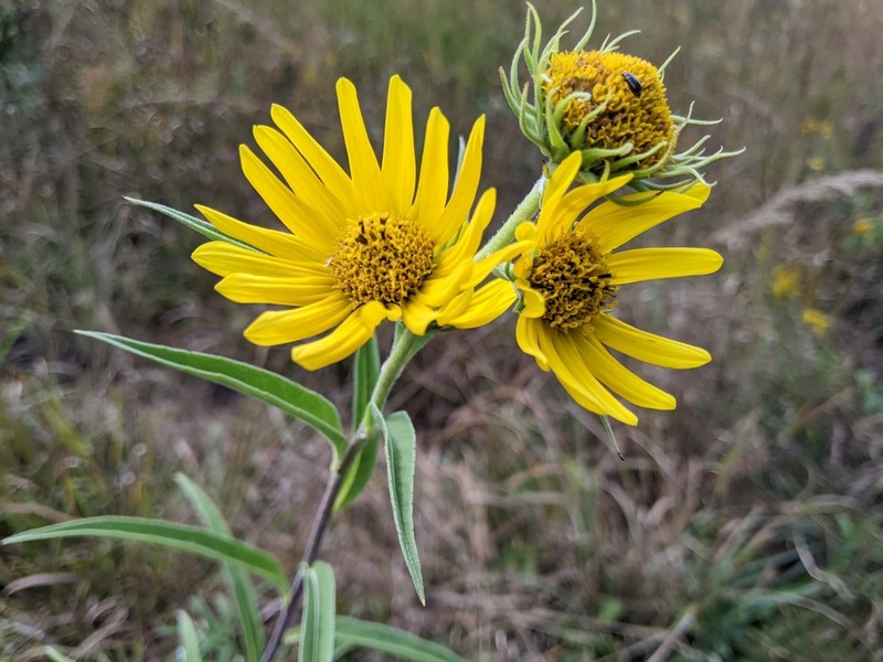 Giant Sunflower photo 5