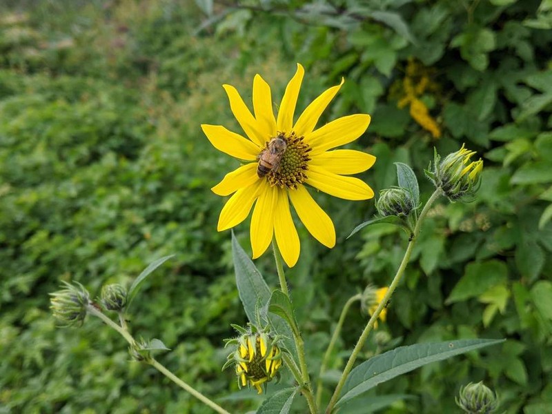 Giant Sunflower photo 6