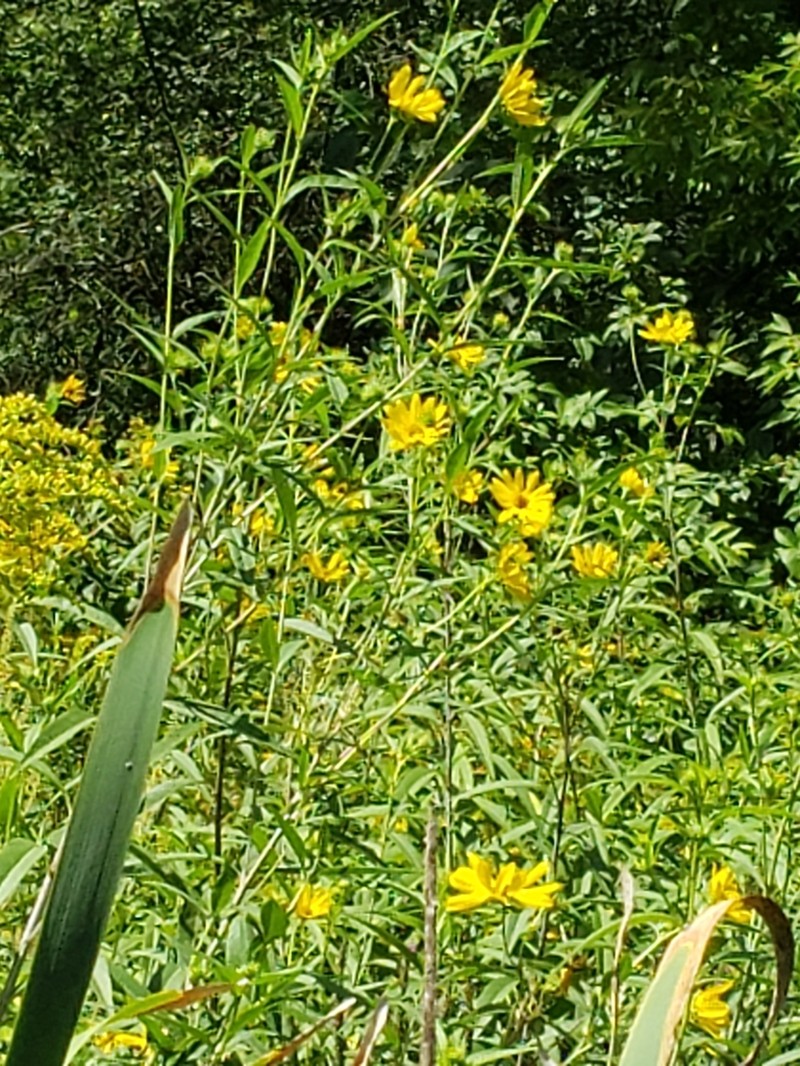 Giant Sunflower photo 7