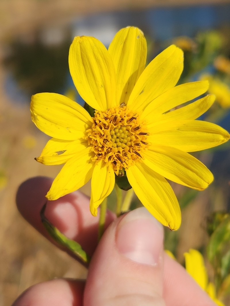 Giant Sunflower photo 8