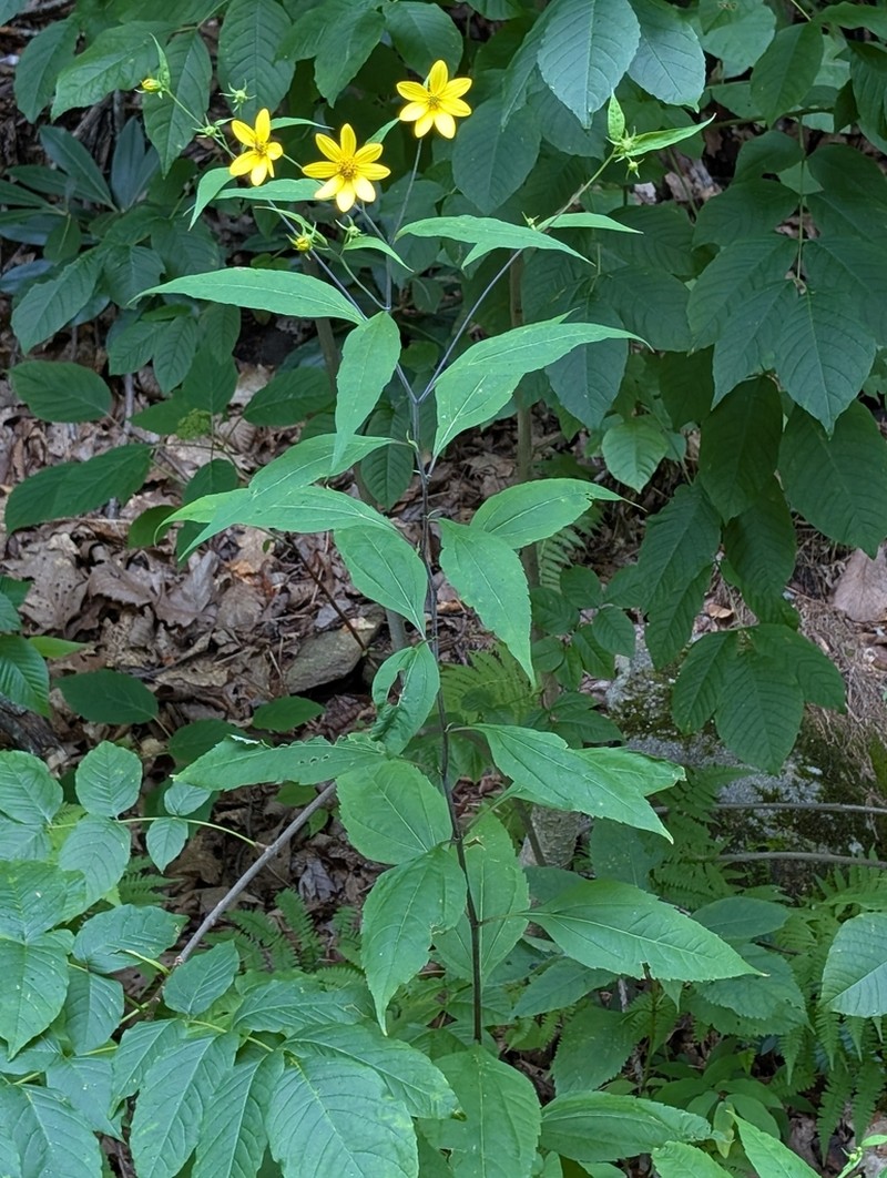 Whiteleaf Sunflower photo 4