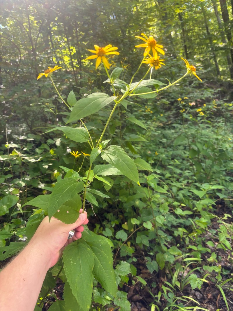 Whiteleaf Sunflower photo 5