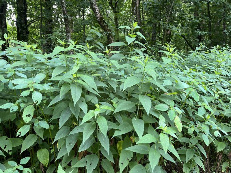 Whiteleaf Sunflower photo 6