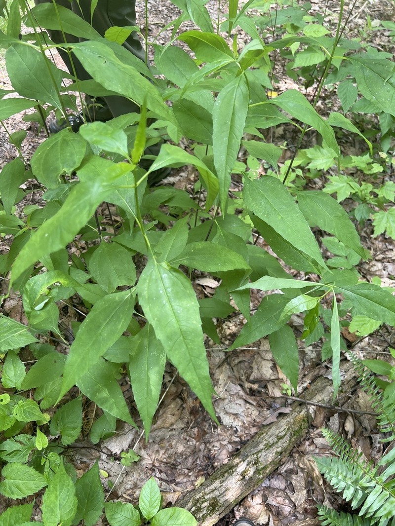 Whiteleaf Sunflower photo 7
